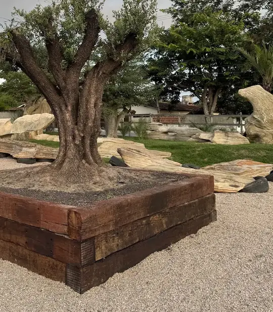 Tronco largo de oliveira adulta em jardineira de madeira