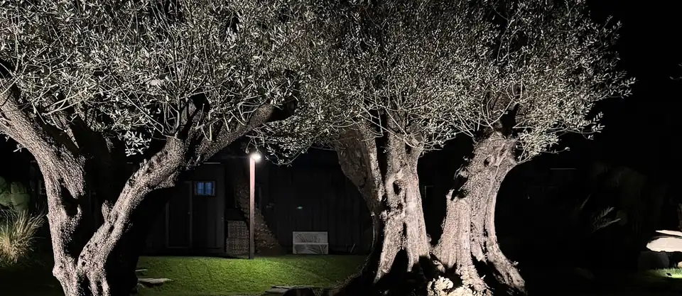 Duas oliveiras adultas de tronco largo iluminadas à noite no showroom