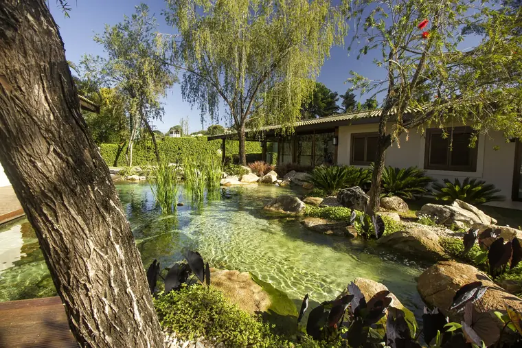 Lago ornamental com plantas aquáticas, pedras e deck diante de uma casa